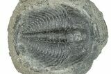 Upper Cambrain Trilobite (Labiostria) - British Columbia #246577-1